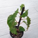 타이니젬 이미지