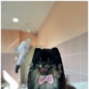 동래유치원 | 부산애견유치원루프탑 테라스까지 갖춘 부산 동래구 프리미엄 애견유치원 호텔 추천 후기 맘바이 동래점