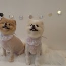 또루밍 네이버블로그