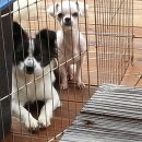 애견친구 이미지