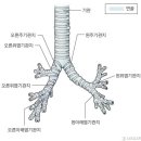 기관지[ bronchus, 氣管支 ] 이미지