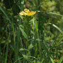 [06.24]기행-새로핀여름꽃 물레나물, 세발[게발]버섯. 풍경[실미도가는길외] 이미지