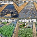 예강농장 | [경기/고양] 아이랑 주말농장 서울근교 주말농장 원두막주말농장 땅파고 밭갈고 사계절체험 1년 후기