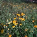 푸른초등학교 이미지