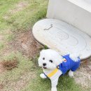 스테이 루비 | 강원도 춘천 | 스테이루비 반려견 독채 숙소 내돈내산 이용 후기