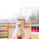 털로덮인친구들 동탄호수공원점 이미지