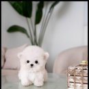 조이퍼피 강아지분양 이미지