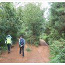 올레길 산림형 2코스 이미지