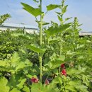 박종상농장 이미지