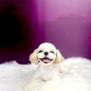 위드미펫살롱 이미지