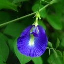 나비완두 [Butterfly Pea] - 640 이미지