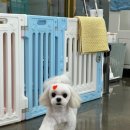 야옹아 멍멍해봐 미용실 이미지