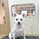 흰그루밍 이미지