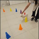 부산애견호텔 강아지유치원 애견미용 맘바이 수영구점 이미지