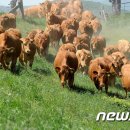 강릉축협하나로마트 내곡점 이미지