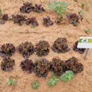 주초농장 이미지