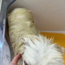 하비나 코지 이미지