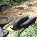 제주흑돼지 이미지