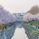 벚꽃살롱