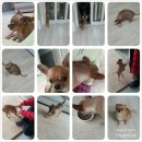 대림애견 이미지