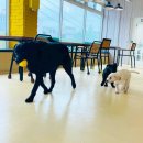 도그파우 이미지