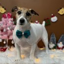 인생댕컷 반려견미용실 이미지