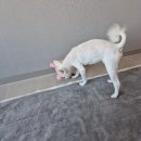 하얀강아지&고양이 | 쿠팡체험단 처음으로 선정된 날 , 강아지와 고양이는 투닥투닥