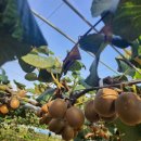 엘림농원 이미지