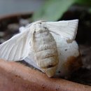 하늘누에 이미지