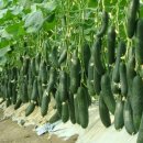 서리농장 이미지