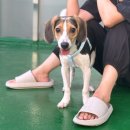 동물보육원 용인지부 이미지