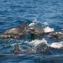 돌고래하우스 이미지