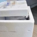 인싸도그 이미지