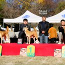 애견전람회 이미지