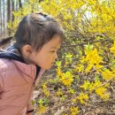 서울솔방울유치원 | 2025년 4월 2주차 후기 (봄이 왔어요, 롯데월드, 성대경시대회)