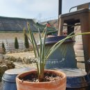 조슈아농장 이미지