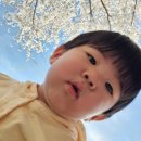 자유수호평화박물관 | 경기 북부 벚꽃 명소 자유수호평화박물관 벚꽃길 아이랑 가기 좋은 곳