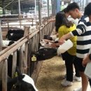 미르목장 이미지