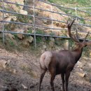 대성목장2 이미지