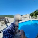 어나더153애견펜션 이미지