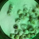 충영농장 이미지