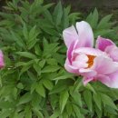 온새미로한의원 이미지