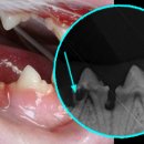 박물관옆동물병원 이미지