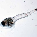 LARVA STAGE 이미지