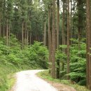 피톤치드 이미지