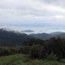 쌍계사 상록수림 이미지