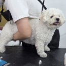 펫미용 네이버블로그