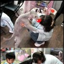 가정 펫 살롱 이미지