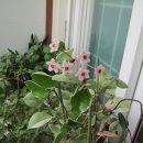 우리화원 이미지