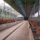 축사농장 이미지